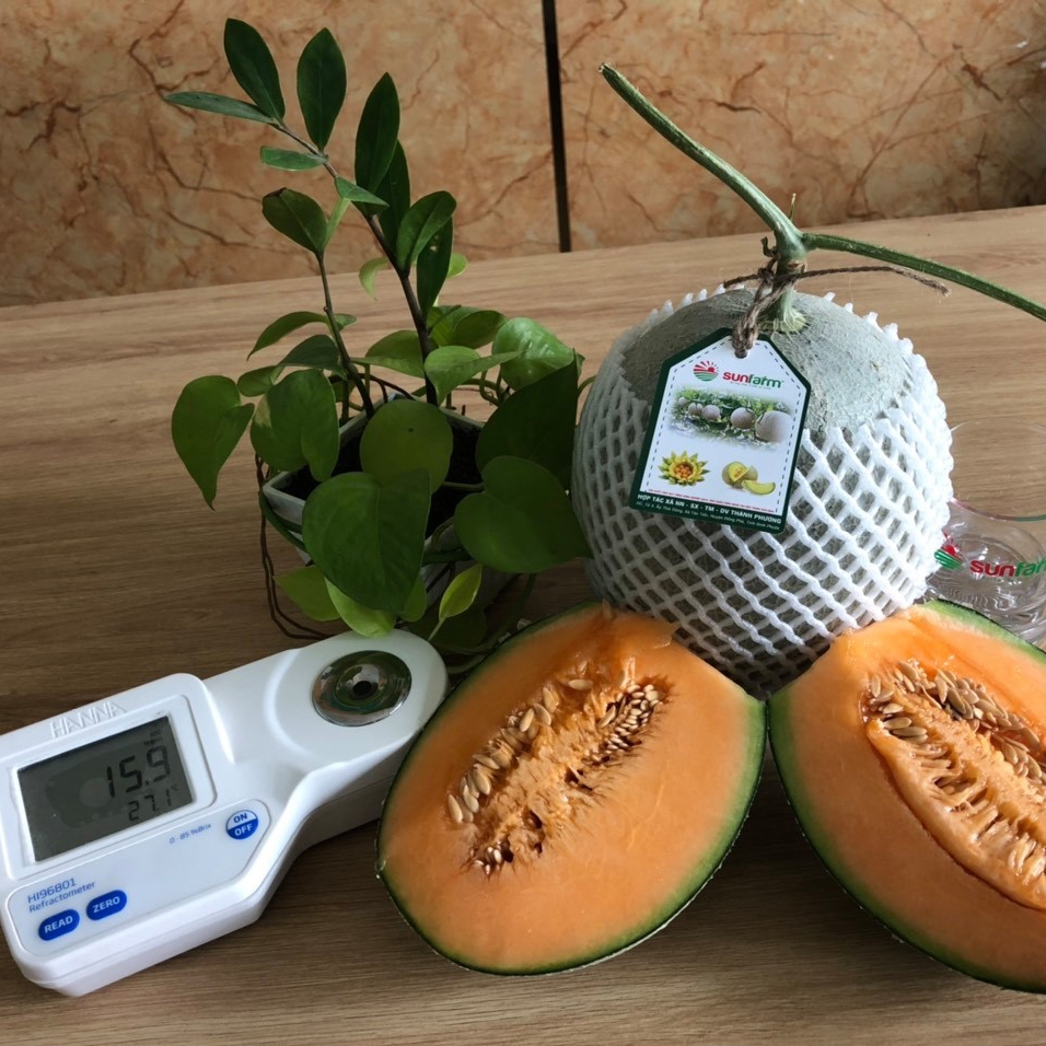 Dưa lưới Queen Cao Cấp Loại 1