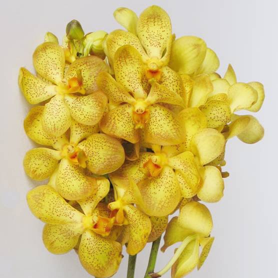 Hoa Lan Mokara Fullmoon