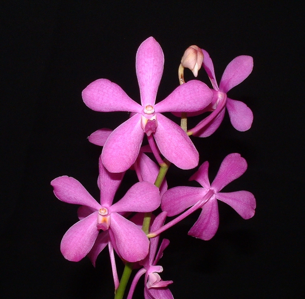 Hoa Lan Mokara Calipso Jumbo màu hồng tím