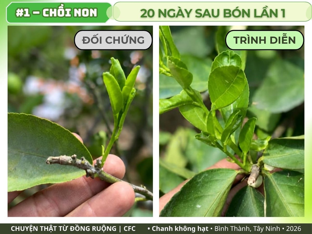Chanh không hạt Tây Ninh: chồi non 20 ngày sau bón lần 1