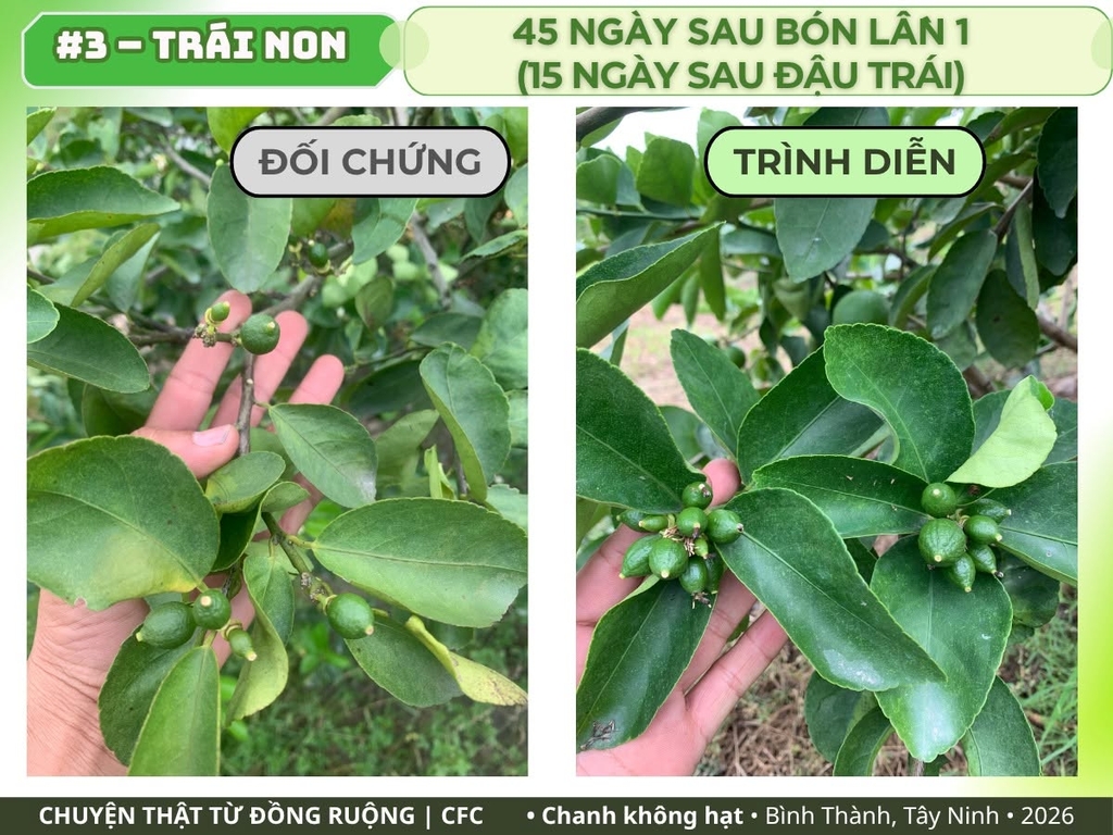 Chanh không hạt Tây Ninh: trái non 45 ngày sau bón lần 1