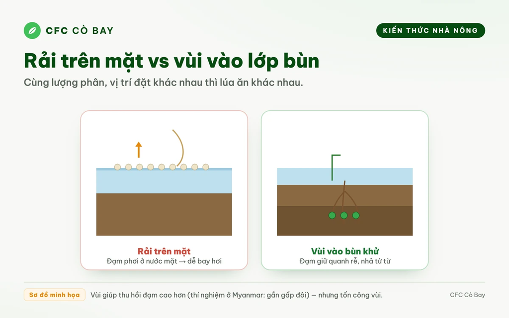 Vùi phân xuống đất thay vì rải mặt, có bớt được phân mà lúa vẫn trúng không?