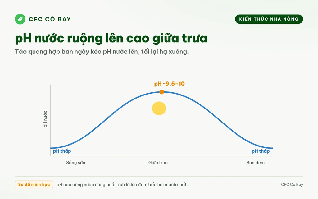 Bón phân giữa trưa nắng gắt có mất nhiều hơn bón chiều mát không?
