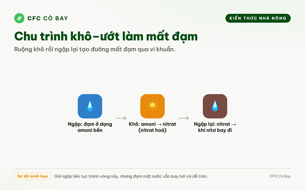 Ruộng để nước cạn hay giữ nước khi bón đạm thì đỡ mất hơn?