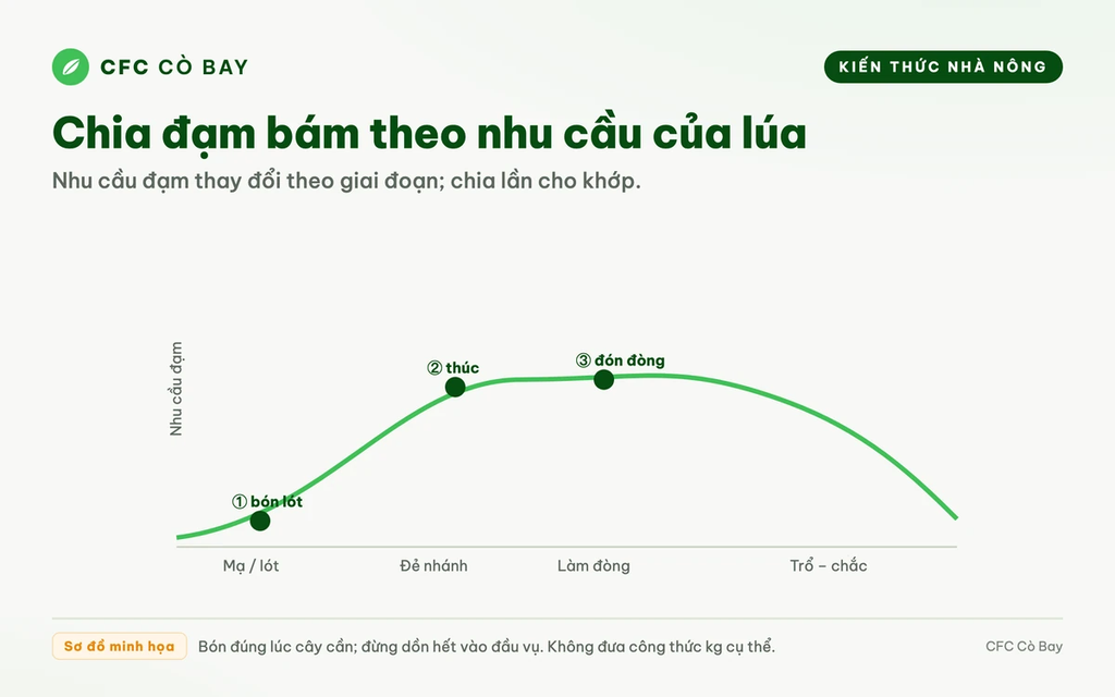 Bón đạm chia làm mấy lần thì lúa ăn được nhiều nhất?