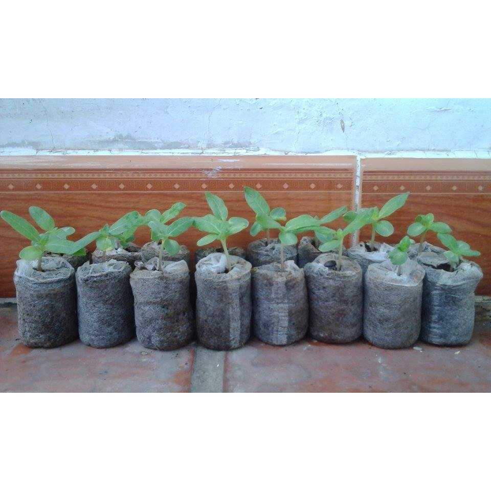 Bộ 50 viên nén ươm hạt xơ dừa hữu cơ trồng rau, dâu tây, thủy canh