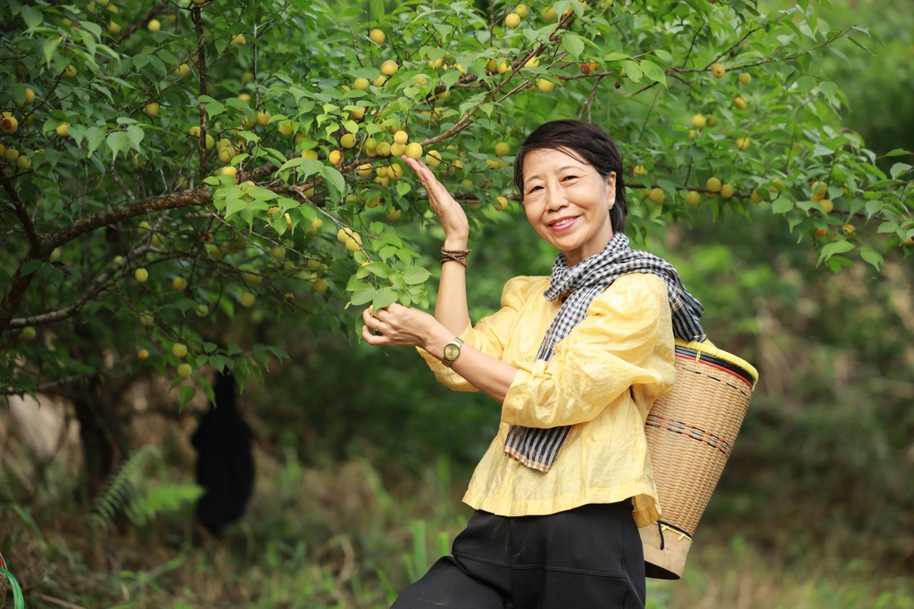 Cô Lê Thị Ngân - Founder Lá Tía Tô đi khảo sát rừng mơ để chọn nguyên liệu cho sản phẩm Mật Mơ Gừng