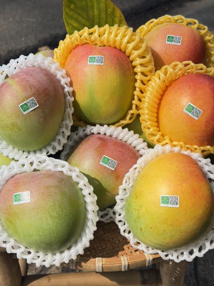 Xoài ÚC Sx Hữu Cơ