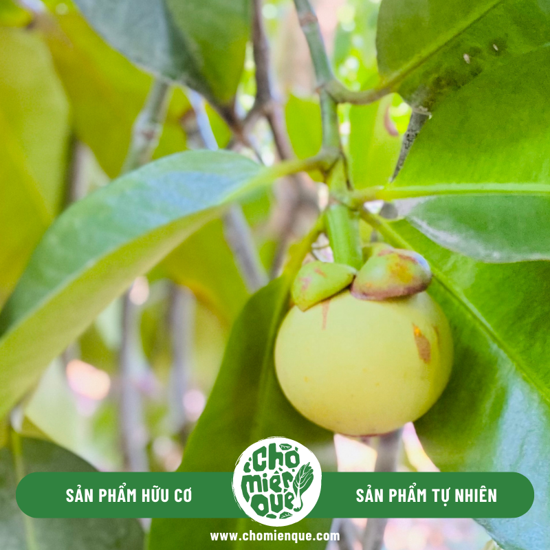 Măng cụt Lái Thiêu (sống) - Kg