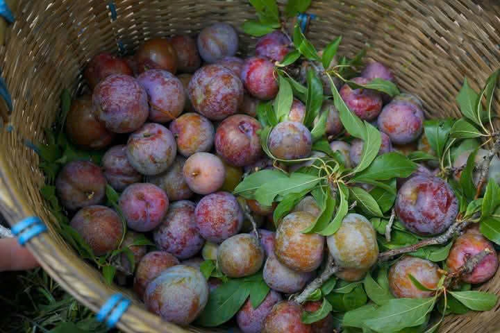 Mận Hậu Sơn La
