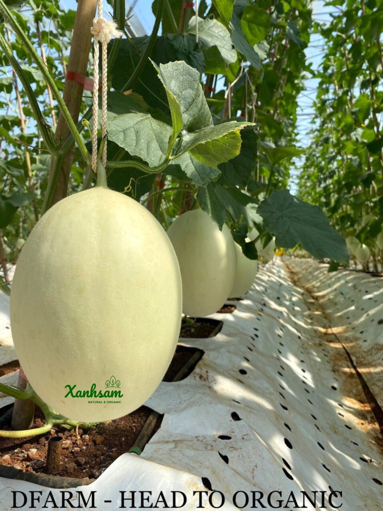 Dưa Lê BẠCH NGỌC hướng hữu cơ - DFarm - Gia Lâm