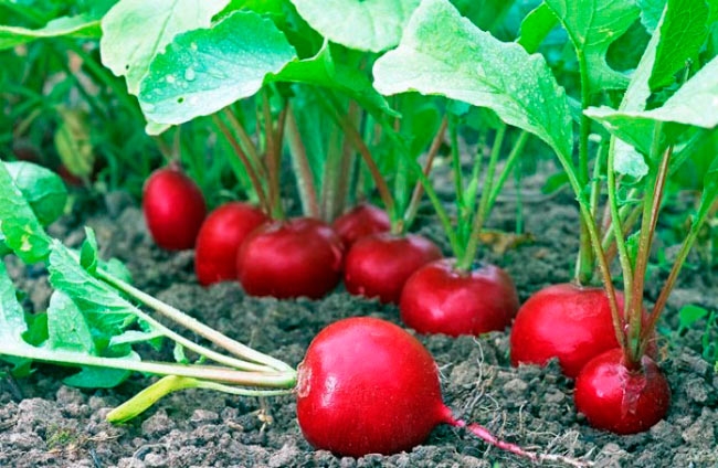 Củ cải đỏ hữu cơ - TCVN - Thênh Thang farm