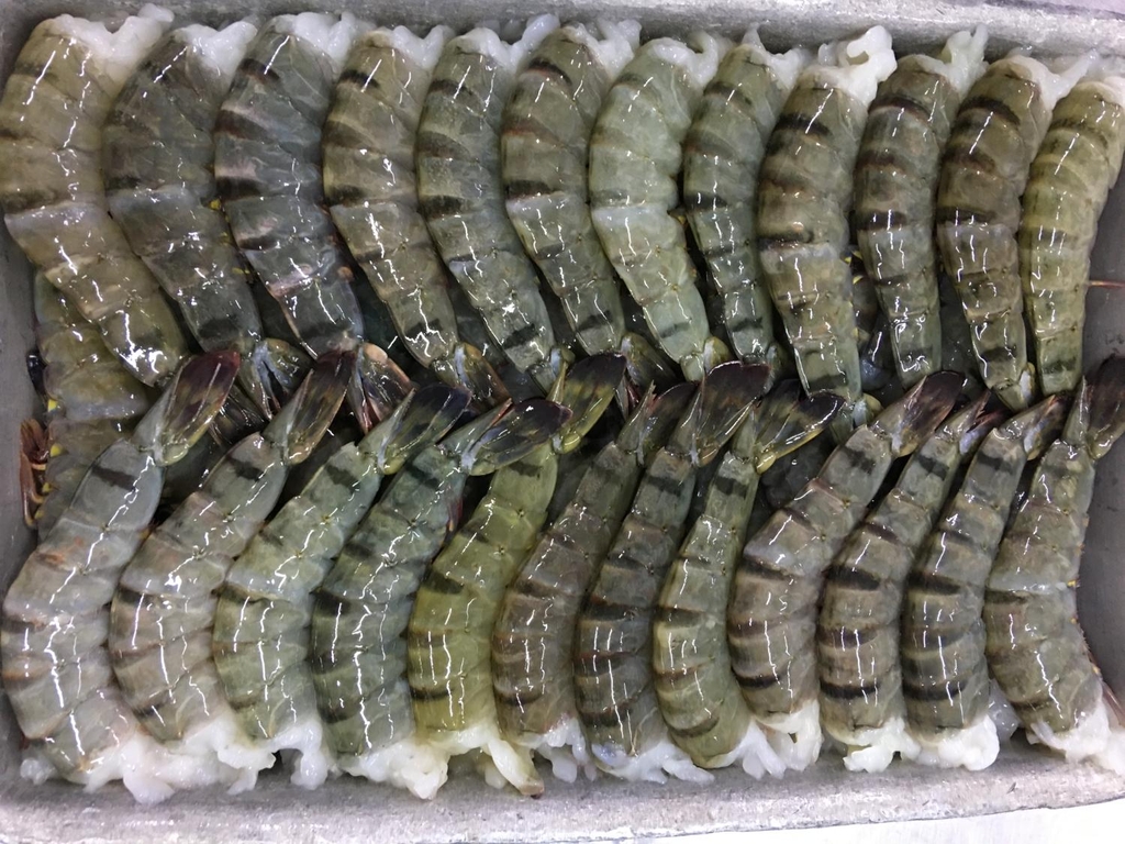 FROZEN RAW HOSO BLACK TIGER PRAWN