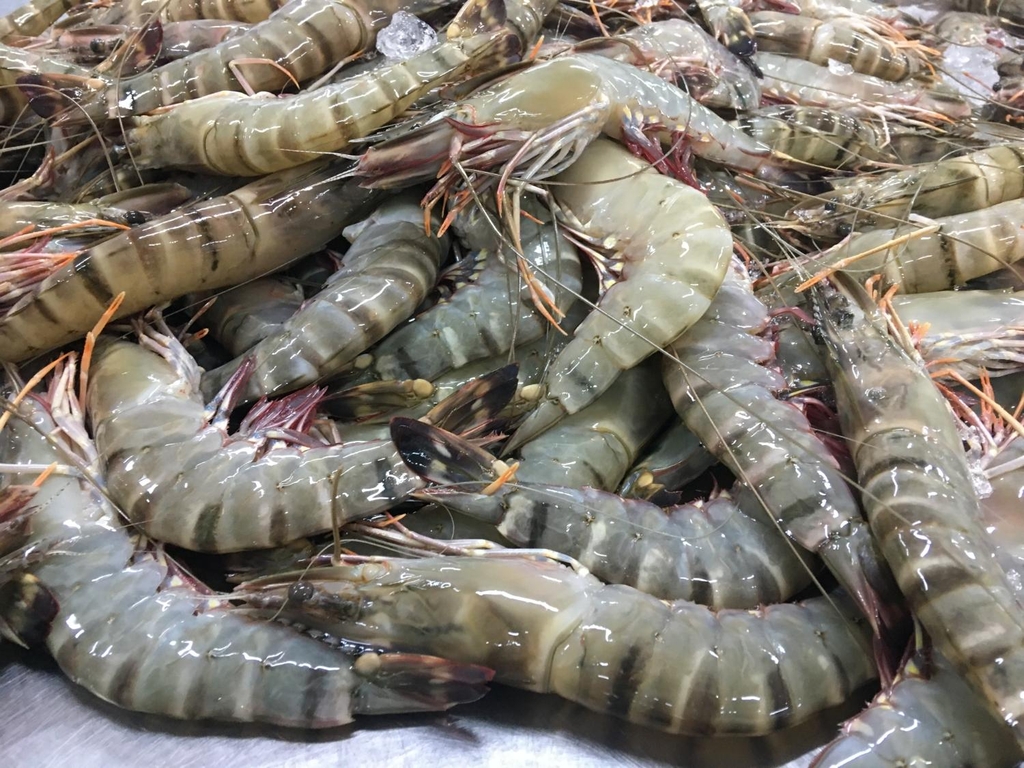FROZEN RAW HOSO BLACK TIGER PRAWN