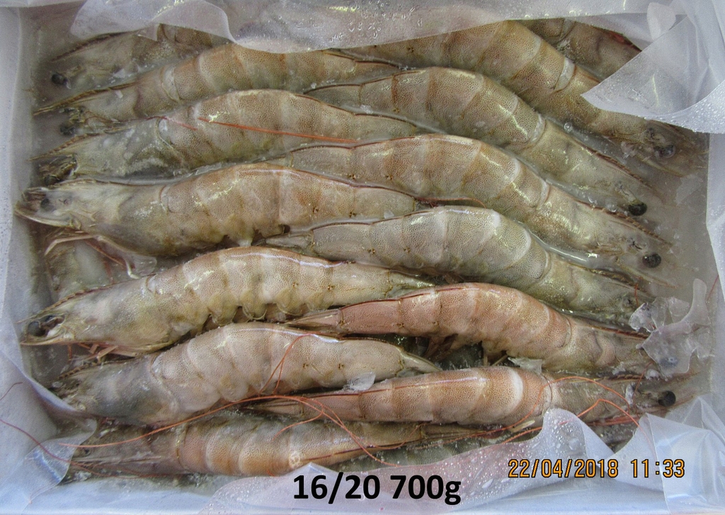 FROZEN RAW VANNAMEI PRAWN
