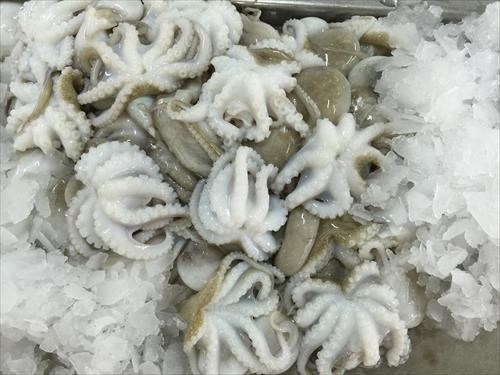 BABY OCTOPUS