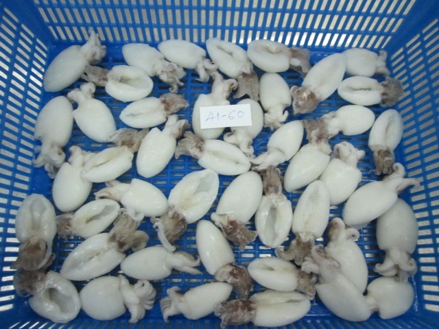 CUTTLEFISH