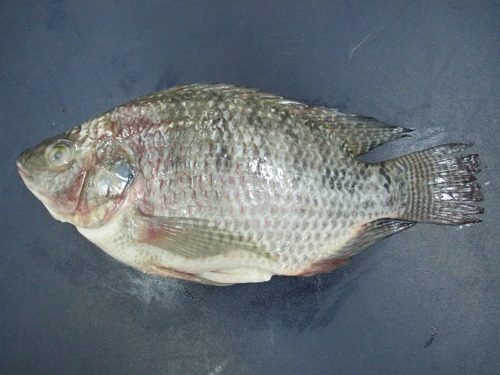 BLACK TILAPIA WHOLE CLEANED
