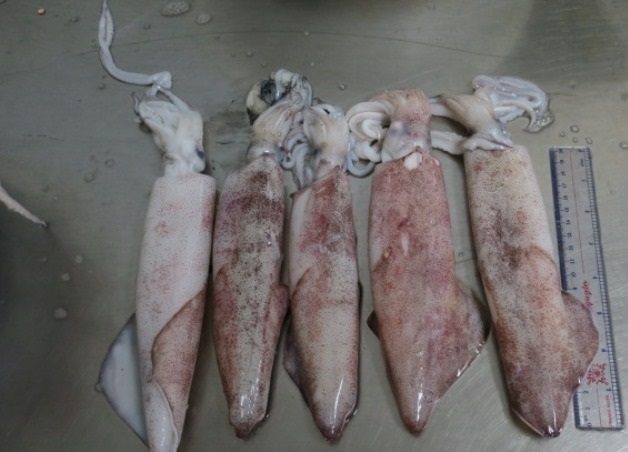 LOLIGO SQUID SKIN ON/ SKIN OFF