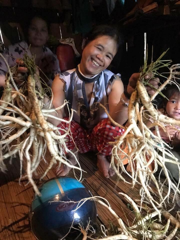 Sâm dây Ngọc Linh