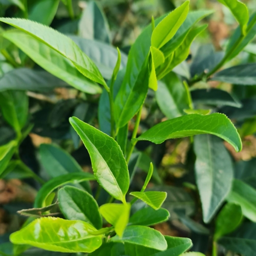 Trà Móc Câu Thái Nguyên – Thượng hạng – 200g
