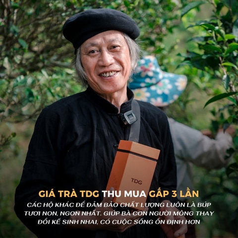 HỒNG TRÀ HỒNG HỶ THƯỚC YÊN BÁI SHAN TUYẾT CỔ