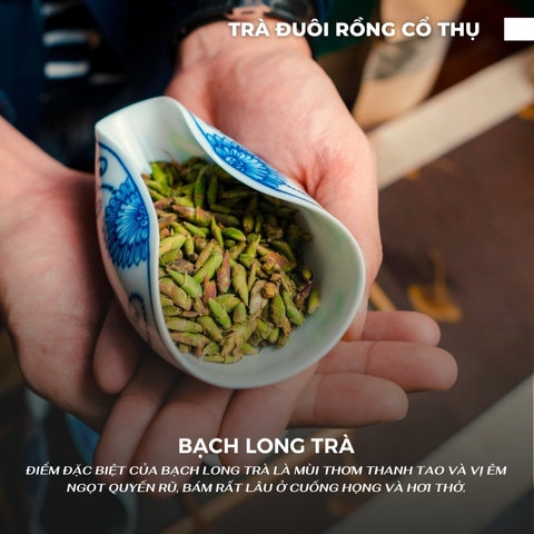 LỤC TRÀ VẠN TINH CỔ THỤ TÂM ĐẠO QUÁN TRÀ CỔ THỤ YÊN BÁI