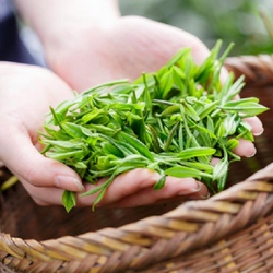 TRÀ NÕN ĐẶC BIỆT - SƯƠNG MAI