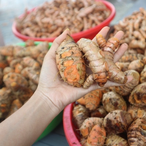 TINH BỘT NGHỆ CURCUMIN NGUYÊN CHẤT 100GR - ORGAFO NATURAL