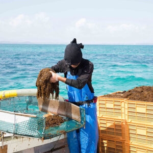 Viên uống tảo đỏ Fucoidan Okinawa của Nhật