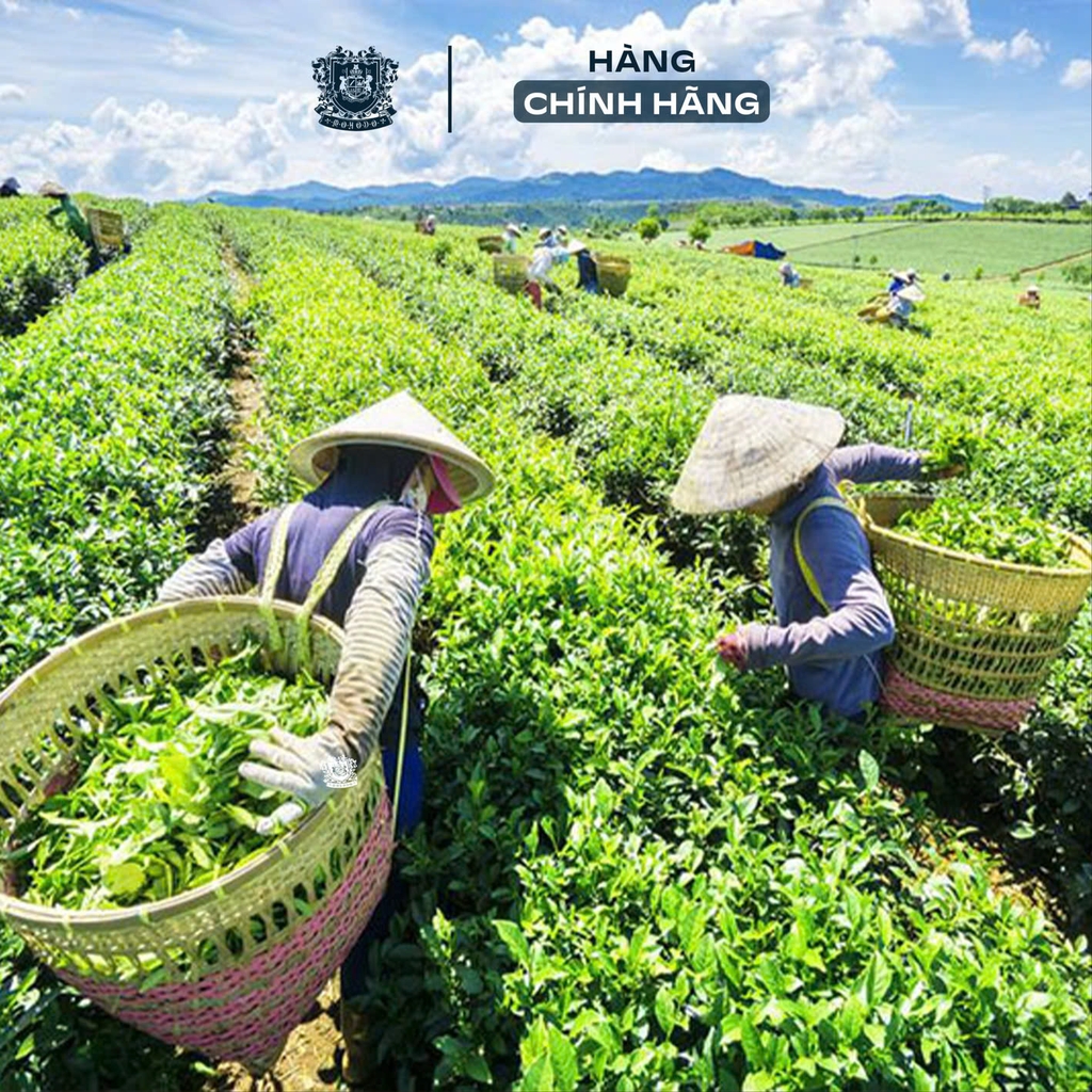 TRÀ OOLONG TÚI LỌC MOHODO
