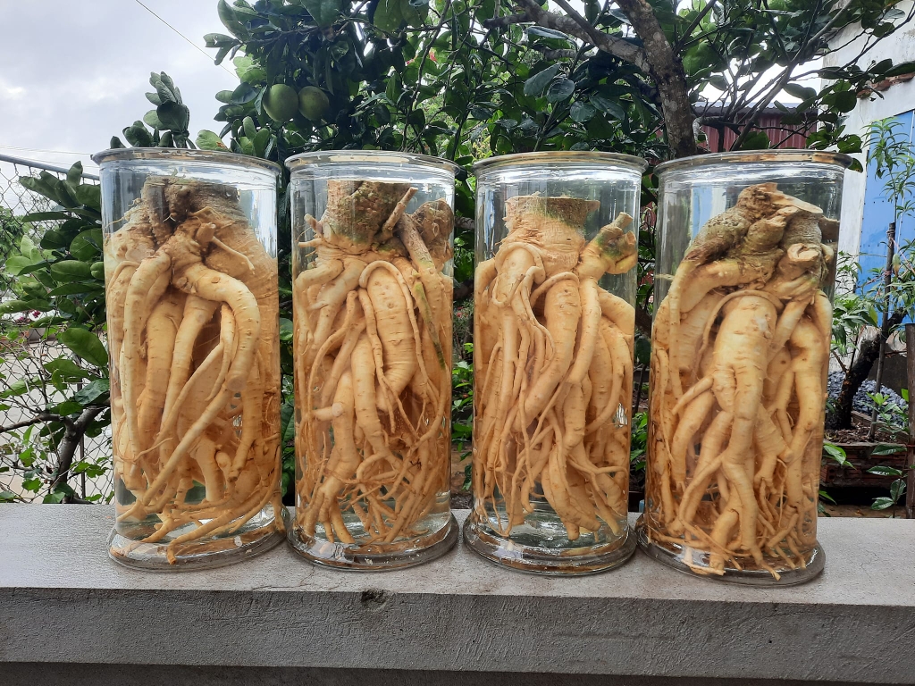 Củ đinh lăng có tác dụng gì? Củ đinh lăng có tác dụng gì?