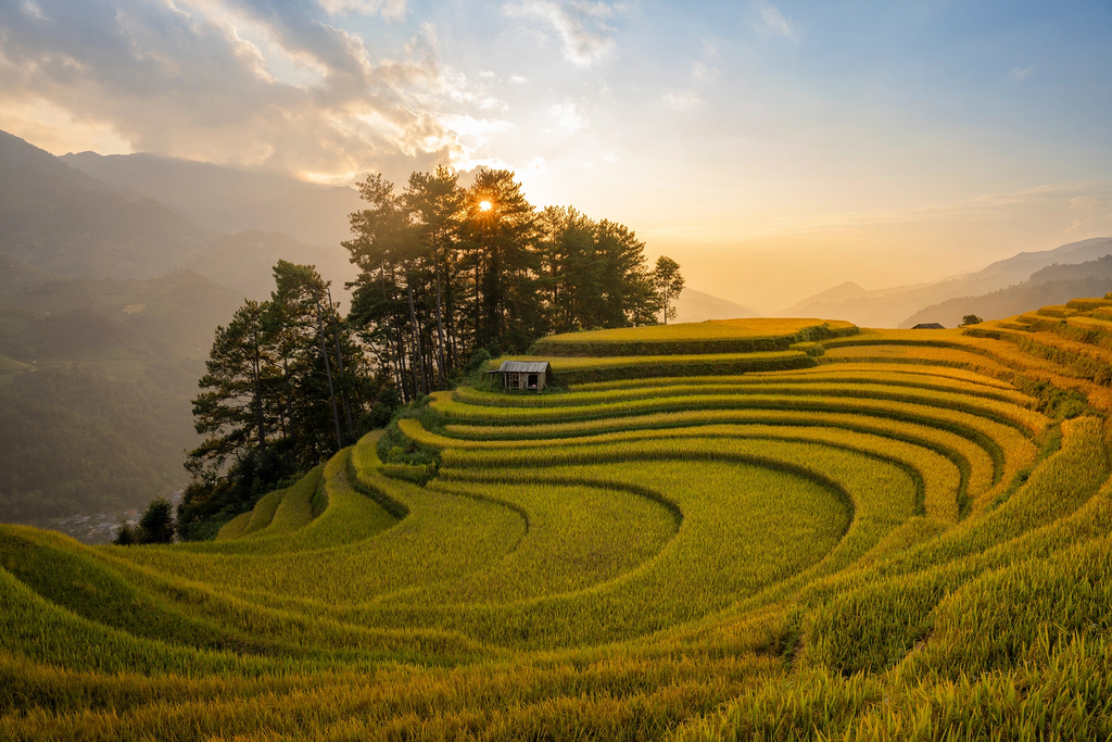 Du khách đổ xô về Mù Cang Chải "săn" lúa vàng, đồi Móng Ngựa "thất thủ" 