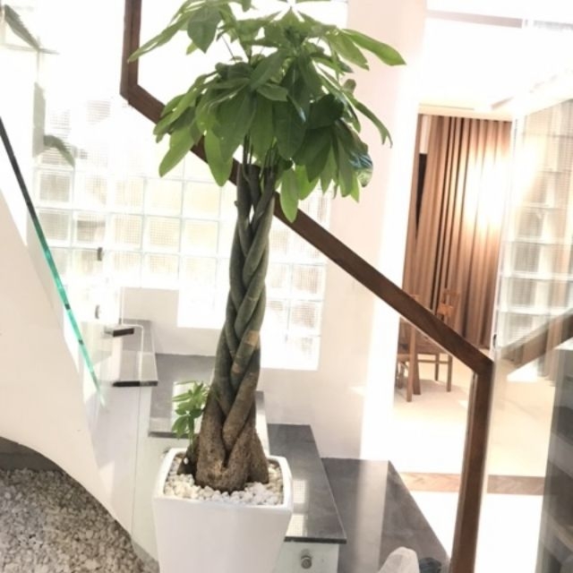cây kim ngân 