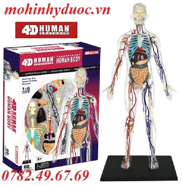 Mô hình giải phẫu nội tạng cơ thể nam  Thiết bị y tế Đại Việt