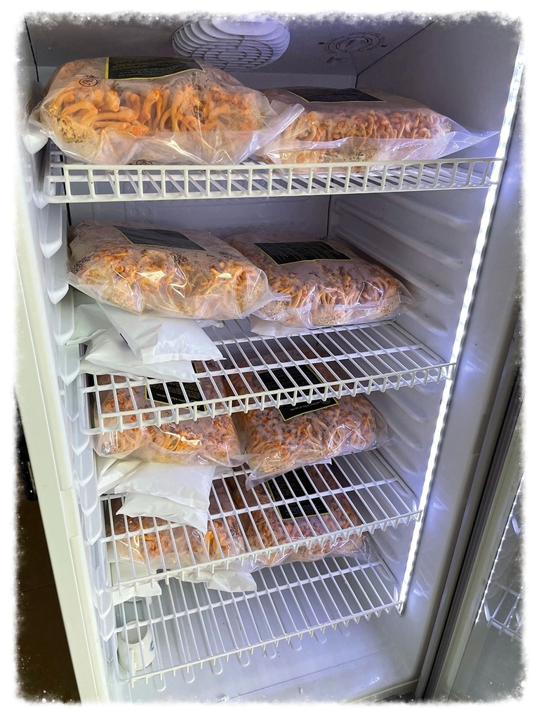Đông Trùng Hạ Thảo Đế Tươi Túi 1Kg