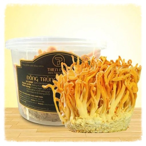 Đông Trùng Hạ Thảo Tươi Nguyên Hộp Nuôi Cấy 100gram