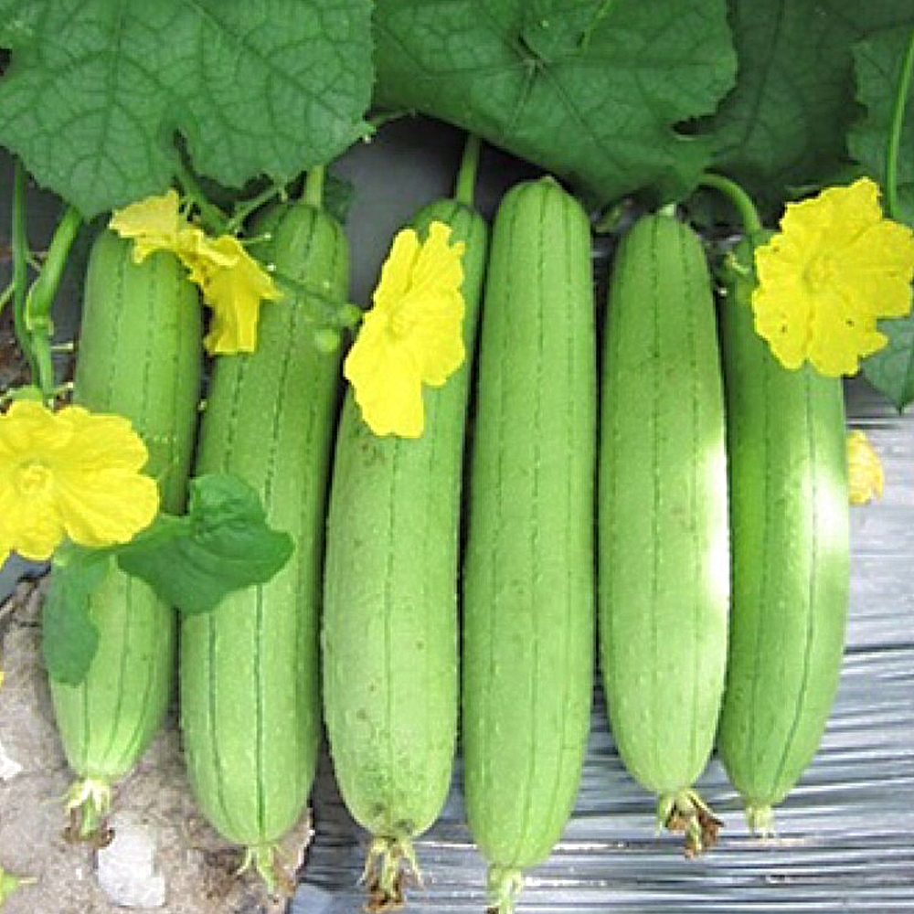 Kỹ thuật trồng mướp sai trĩu giàn