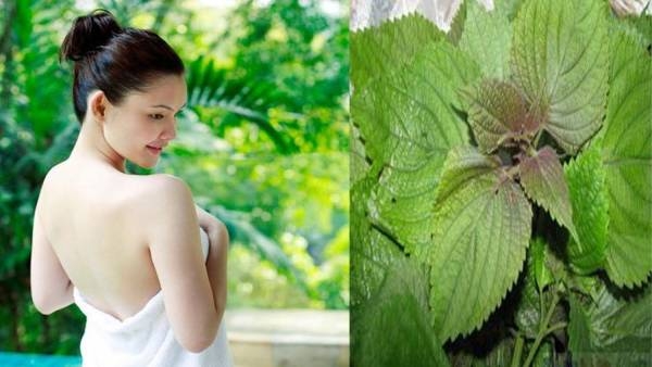 Hướng dẫn bạn cách tắm trắng bằng lá tía tô đơn giản mà hiệu quả