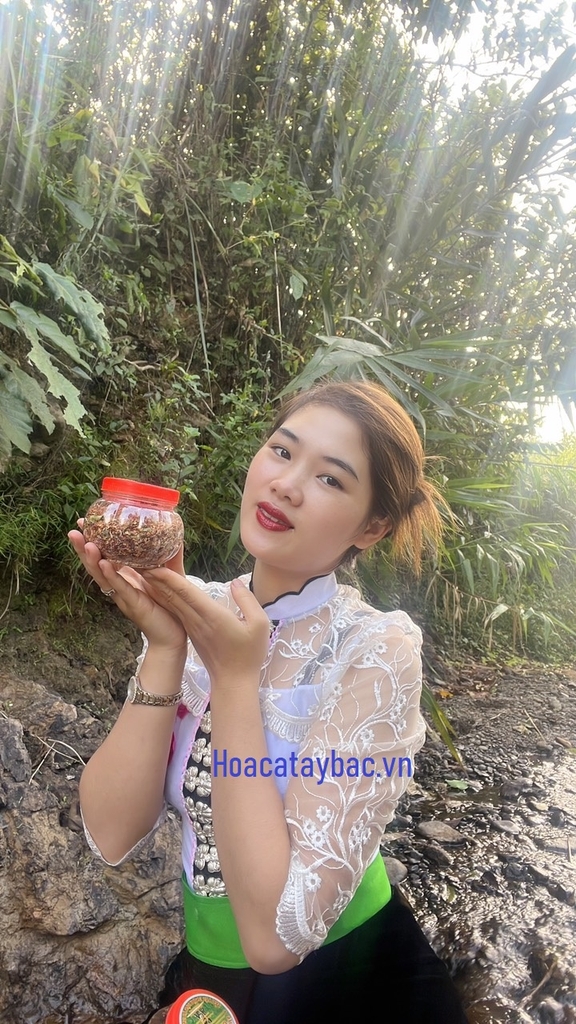 Chẩm Chéo Tây Bắc - Hoa Cà TB