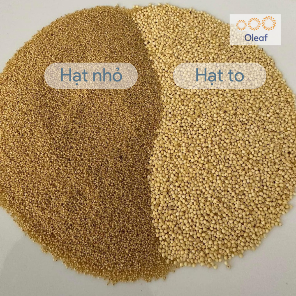 Hạt Kê Nếp Vàng Nghệ An Đã Tách Vỏ, Sạch Sạn, Non GMO, Dẻo Thơm Đặc Biệt (Hạt Nhỏ/Hạt to) - OLEAF Hạt Dinh Dưỡng