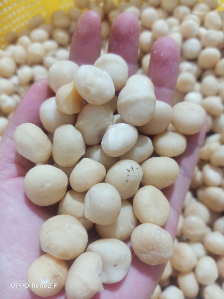 Nhân Hạt Macca OLEAF Macca Lâm Đồng Chất Lượng Tốt Loại 1 - Giòn Thơm Không Hôi Dầu - Hạt Dinh Dưỡng