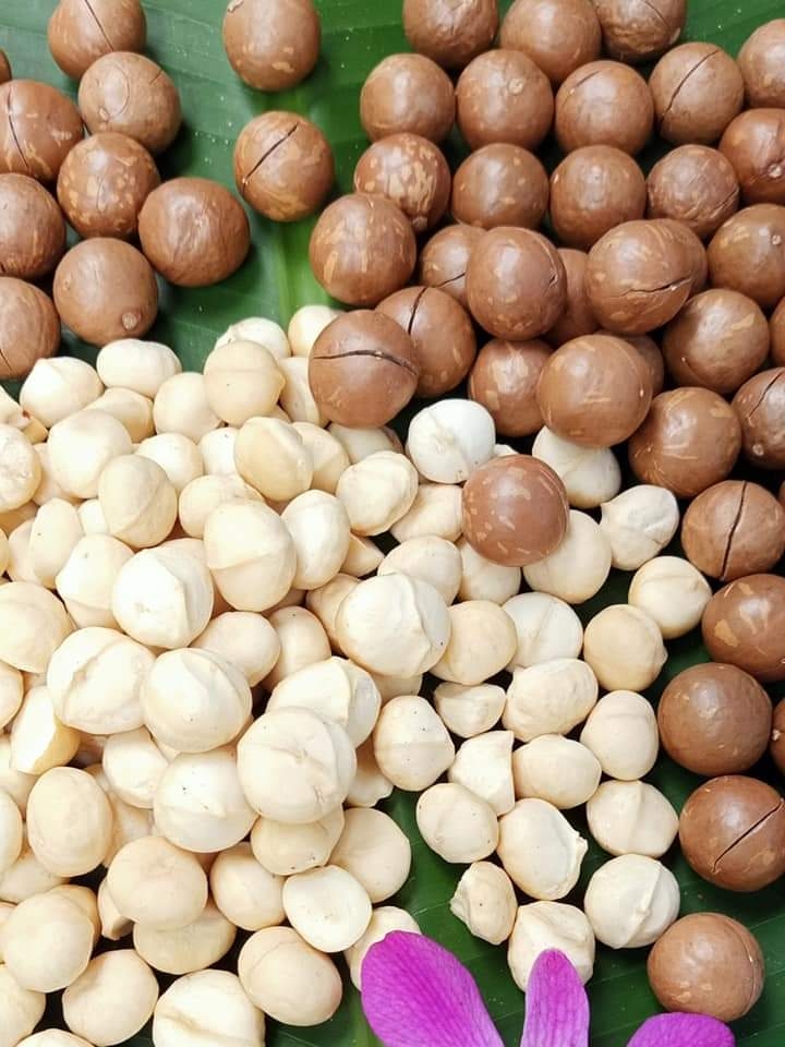 Nhân Hạt Macca OLEAF Macca Lâm Đồng Chất Lượng Tốt Loại 1 - Giòn Thơm Không Hôi Dầu - Hạt Dinh Dưỡng