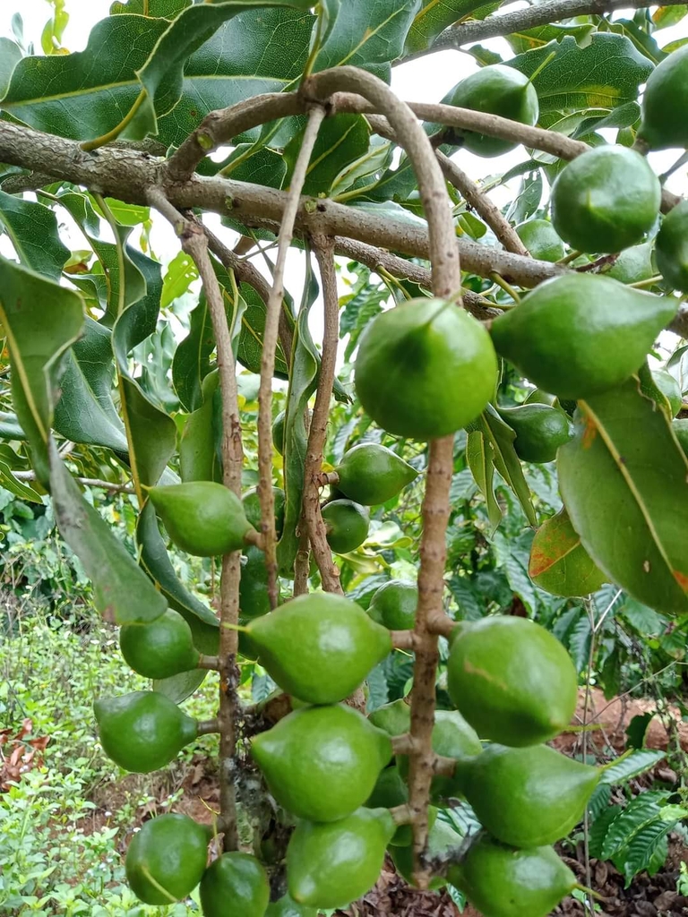 Nhân Hạt Macca OLEAF Macca Lâm Đồng Chất Lượng Tốt Loại 1 - Giòn Thơm Không Hôi Dầu - Hạt Dinh Dưỡng