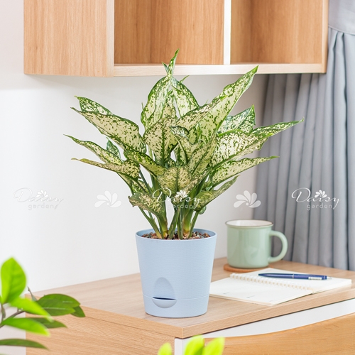 Ngọc Ngân + Chậu Tự Dưỡng