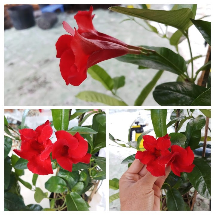 Cây Leo Huỳnh Anh Đỏ Nhung