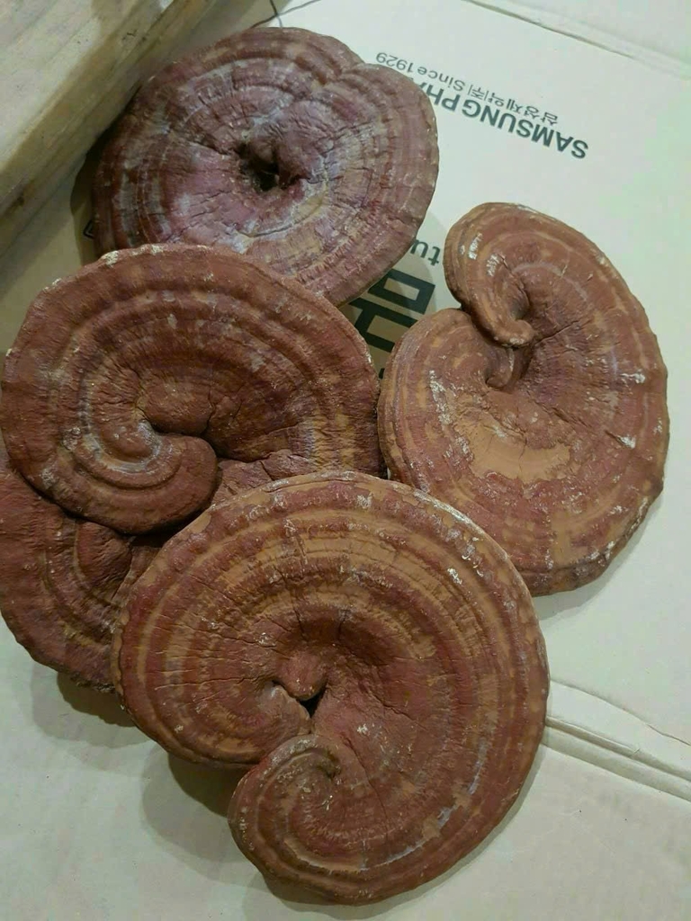 Nấm Linh Chi Hàn Quốc Gana 500g, 1Kg  가나 영지버섯