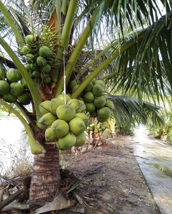 Bán Sỉ Dừa Xiêm Gọt Trọc Bến Tre Dừa xiêm gọt trọc