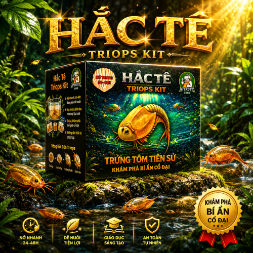 Hắc Tê Triops Kit (Đen) | HT - Exoticzone