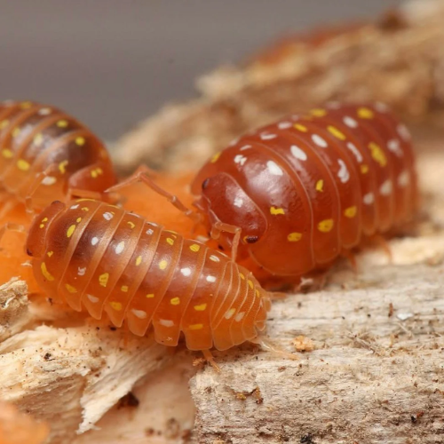 Armadillidium sp. "Corfu" Orange (0,5-0,8cm) pack 10 con